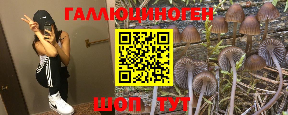 Карпинск  Галлюциногенные грибы Psilocybine cubensis  Вход с VPN 